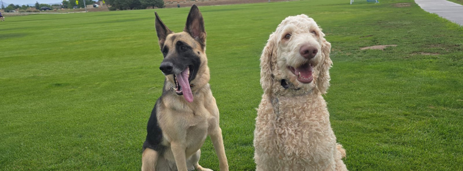 Two dogs, one German Shepherd and one Labradoodle, sitting on a grassy field.